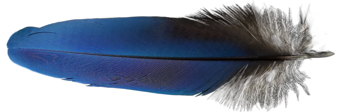 Dekoracyjne pióro